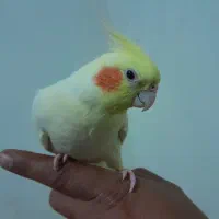 عروس هلندی