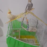 عروس هلندی جفت
