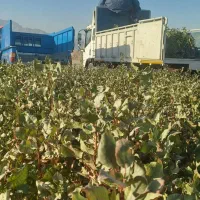 نهال پسته گلدانی|خدمات باغبانی و درختکاری|اردستان, |دیوار