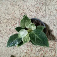 بار جدید گل رسیدگلسرای ارامش