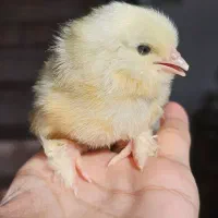 جوجه مرندی تخم گذار سفید و خاکستری