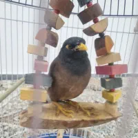 فروش مرغ مینا