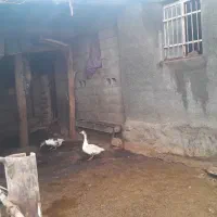 غاز|حیوانات مزرعه|دینور, |دیوار