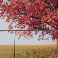 تابلو دیواری سه تیکه