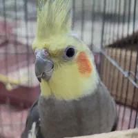 چند جفت عروس هلندی|پرنده|فامنین, |دیوار