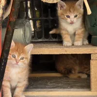 واگذاری رایگان ۲ عدد بچه گربه ۲ ماهه