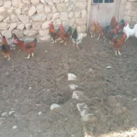 کله شیر ( خروس)|حیوانات مزرعه|ایوان, |دیوار