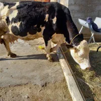 گاو سیمیتال