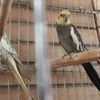 جفت عروس هلندی|پرنده|فولادشهر, مسکن مهر فولادشهر|دیوار