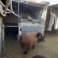 بره فروشی|حیوانات مزرعه|برخوار, |دیوار