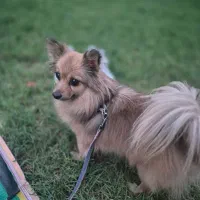 پامر|سگ|اصفهان, حسین‌آباد|دیوار