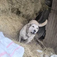 سگ ماده پژدر عراقی|سگ|رودسر, |دیوار