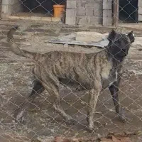 ماده خراسانی