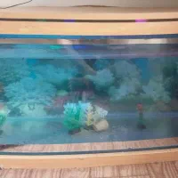 آکواریوم|ماهی|اسلام‌‌آباد غرب, |دیوار