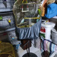 مرغ عشق انگلیسی