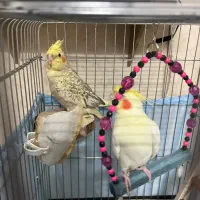 یک جفت عروس هلندی