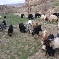 بزقاله نر تکاب افشار