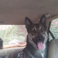 سگ گمشده|حیوانات|دوگنبدان, |دیوار