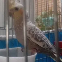 نر تک اماده