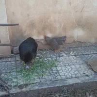 بوقلمون  مرغ. تخم گذار
