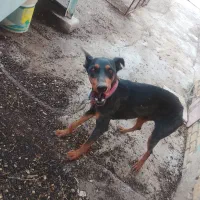 سگ دوبرمن|سگ|کشکوئیه, |دیوار