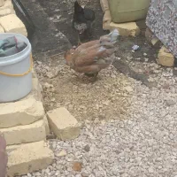 مرغ وخروش|حیوانات مزرعه|شیراز, کیان آباد|دیوار