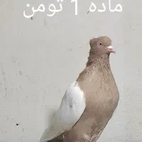 کبوتر آلمانی و رنگی همه پرشی|پرنده|گنبد کاووس, |دیوار