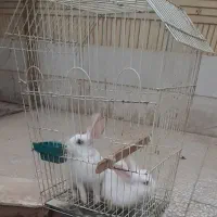 فروش خرگوش سفید تپلی