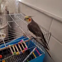 عروس هلندی کشیده نر سخنگو