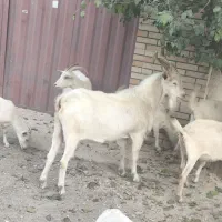 نربزسانن|حیوانات مزرعه|محمدشهر, محمدشهر|دیوار