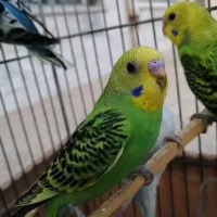 مرغ عشق|پرنده|الیگودرز, |دیوار