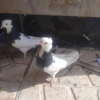 یه جفت جوجه طوقی