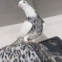 طوقی نر الماسی