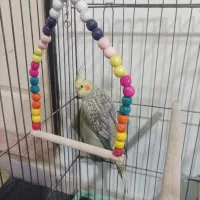 دوجفت عروس هلندی|پرنده|تهران, دولتخواه شمالی|دیوار