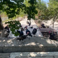 بوقلمون برنز