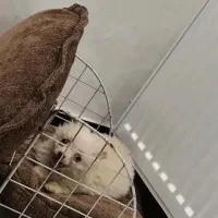 سگ پامر فروش فوری