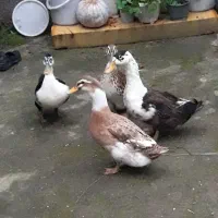 اردک محلی بالغ