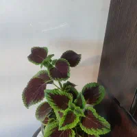 گل های زیبا|گل و گیاه طبیعی|دورود, |دیوار