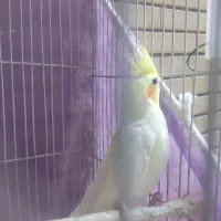 گمشده