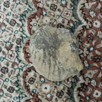 فسیل صدف|جواهرات|اردستان, |دیوار