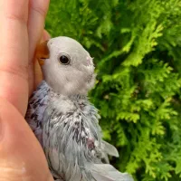 طوطی برزیلی سرلاکی قفس|پرنده|محلات, |دیوار