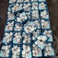 اموزش کشت قارچ دکمه ای وصدفی ودارویی