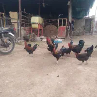 مرغ وخروس و قاز|حیوانات مزرعه|اندیمشک, |دیوار