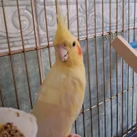 عروس هلندی
