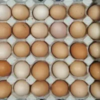 تخم مرغ محلی ارگانیک|حیوانات مزرعه|نوشین شهر, |دیوار