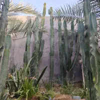 کاکتوس|گل و گیاه طبیعی|کاکی, |دیوار