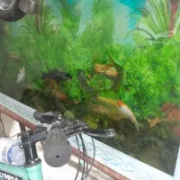 اکواریوم با ماهی