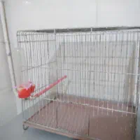 قفس پرنده