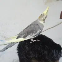 طوطی عروس هلندی|پرنده|کیاشهر, |دیوار