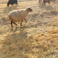 شیشک ومیش|حیوانات مزرعه|پاسارگاد, |دیوار